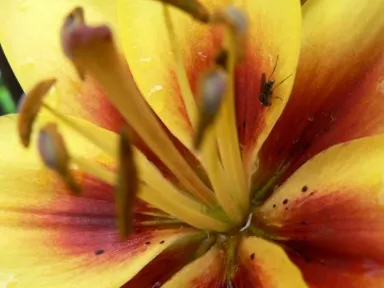 The flower WebP opened from the downloaded ZIP.