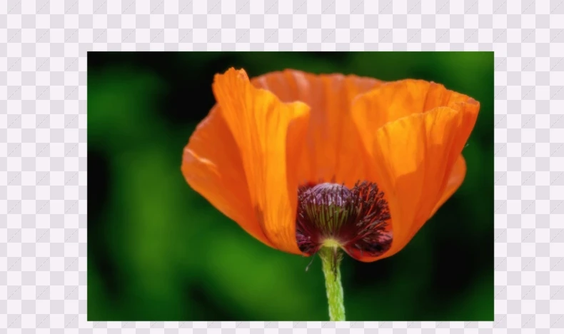 The poppy photo drawn by the Image Viewer from a QOI file.