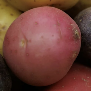 Red potato in the tagged Display P3 source photograph.