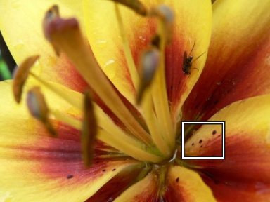 The flower photograph with a box around the petal detail shown below.
