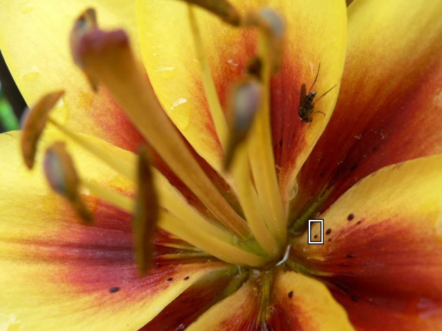 Whole lily photograph with the compared petal detail marked.